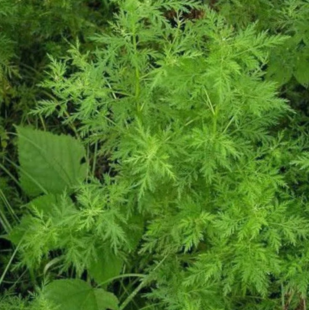 The plant Artemisia annua (adapted from Picture Encarta