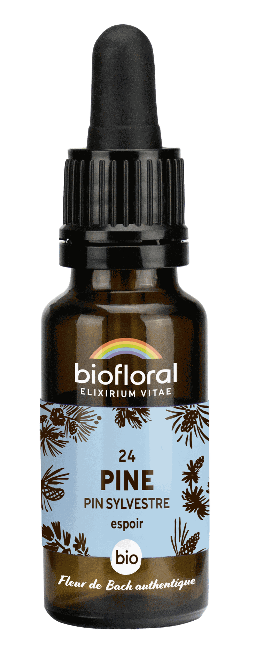 24 - Pin sylvestre - bio -  20 ml