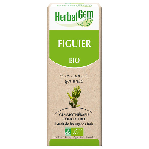 Fig tree bud extract - organic